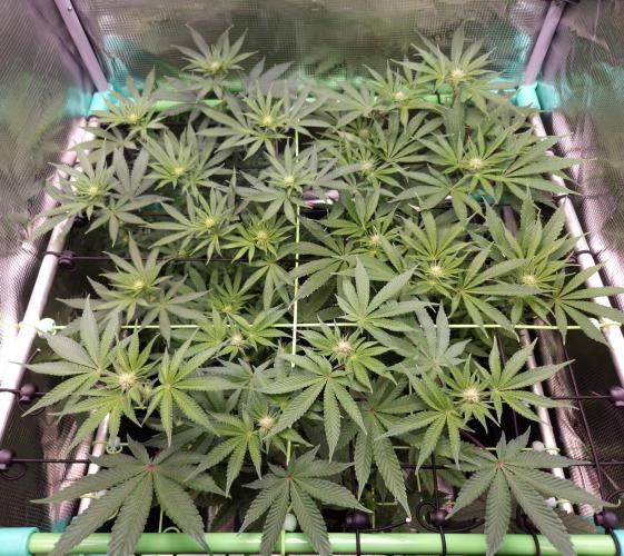 Fruity Pebbles. Week 8