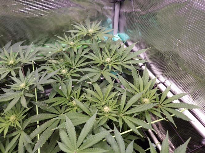 • Deepwater Cherry •. Week 8 - #1//D56/14F