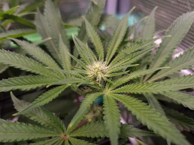 • Deepwater Cherry •. Week 8