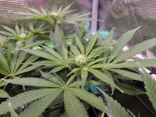 • Deepwater Cherry •. Week 8