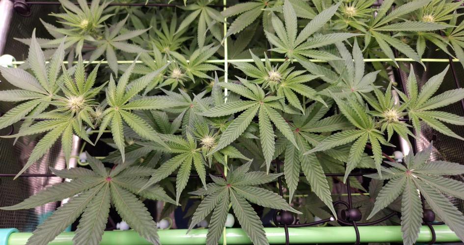 • Deepwater Cherry •. Week 8 - #2//14F