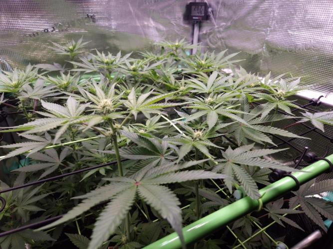 • Deepwater Cherry •. Week 8