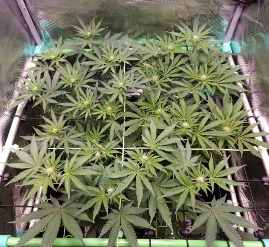 • Deepwater Cherry •. Week 8