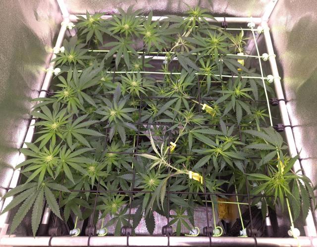 •Strawberry Guava BX•. Week 8 - D54/12F