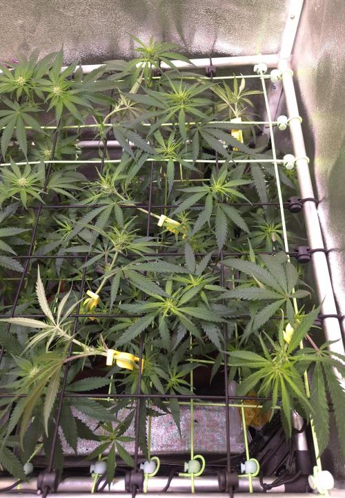 •Strawberry Guava BX•. Week 8 - D54/12F - 3 hours after banding