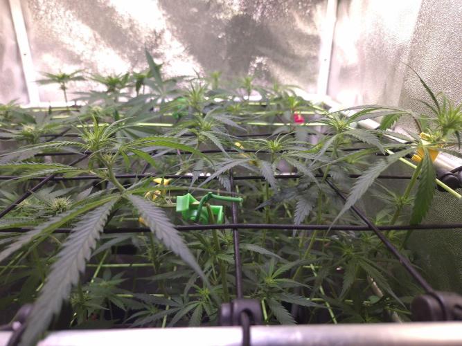 •Strawberry Guava BX•. Week 8 - D54/12F 
