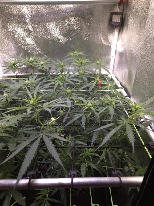 •Strawberry Guava BX•. Week 8 - D56/14F