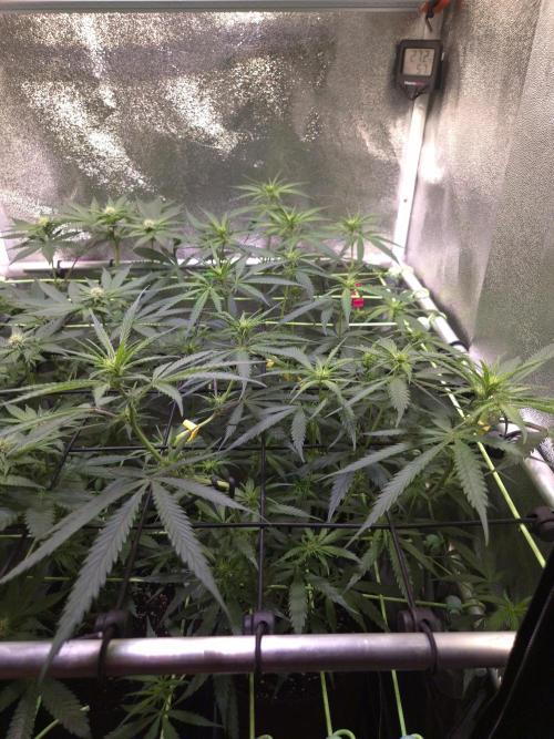 •Strawberry Guava BX•. Week 8 - D56/14F