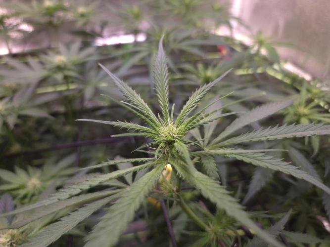 •Strawberry Guava BX•. Week 8