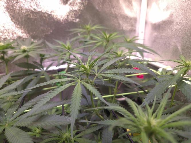 •Strawberry Guava BX•. Week 8