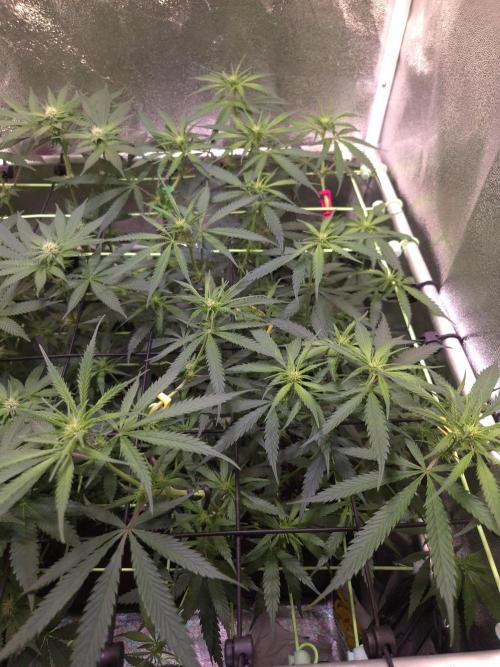 •Strawberry Guava BX•. Week 8