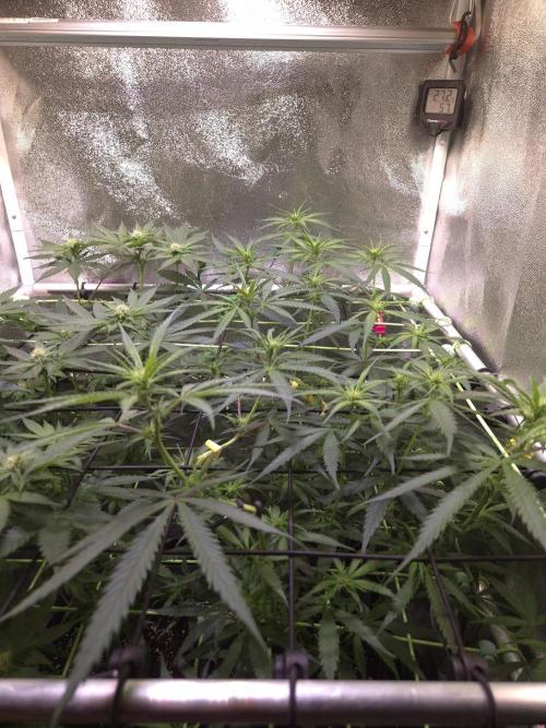 •Strawberry Guava BX•. Week 8