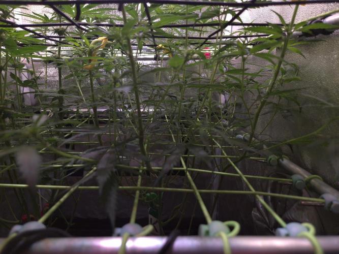 •Strawberry Guava BX•. Week 8