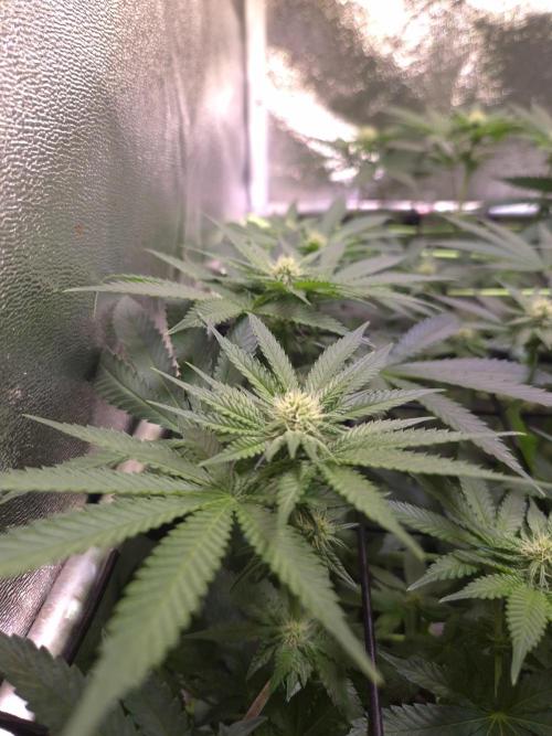 • Strawberry Lobster •. Week 8