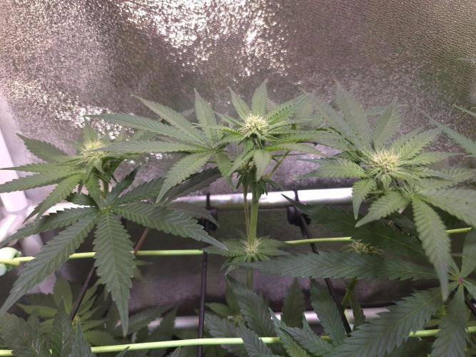 • Strawberry Lobster •. Week 8