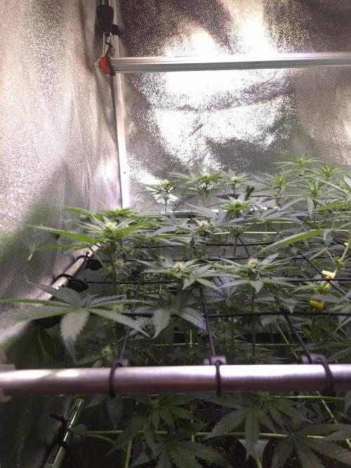• Strawberry Lobster •. Week 8