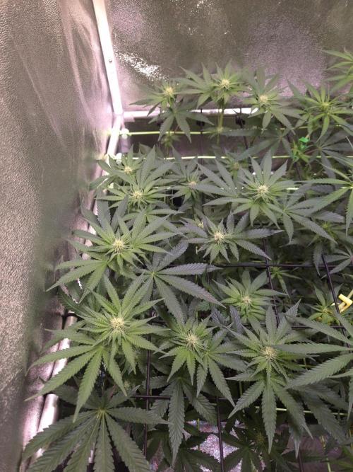 • Strawberry Lobster •. Week 8