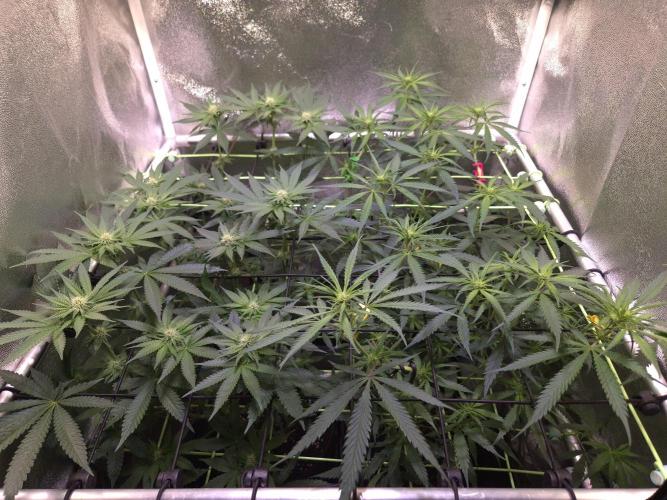 • Strawberry Lobster •. Week 8