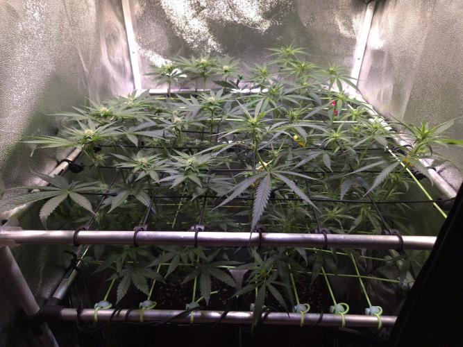 • Strawberry Lobster •. Week 8