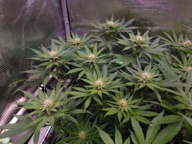 • Fruity Pebbles •. Week 9 - D63/21F