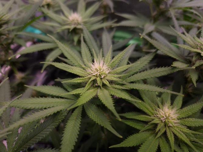 • Fruity Pebbles •. Week 9