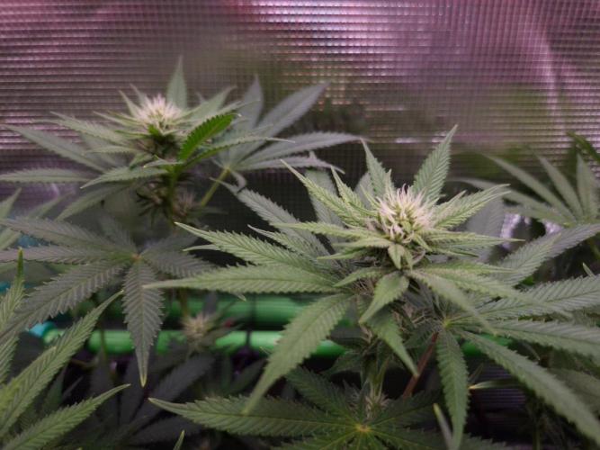 • Fruity Pebbles •. Week 9