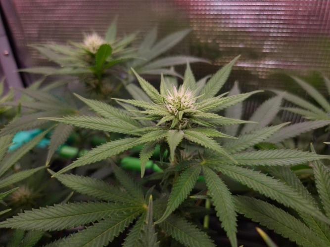• Fruity Pebbles •. Week 9