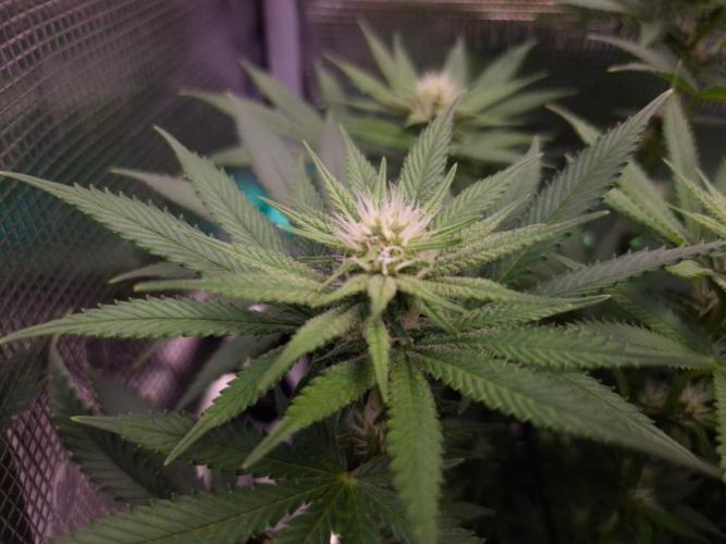 • Fruity Pebbles •. Week 9