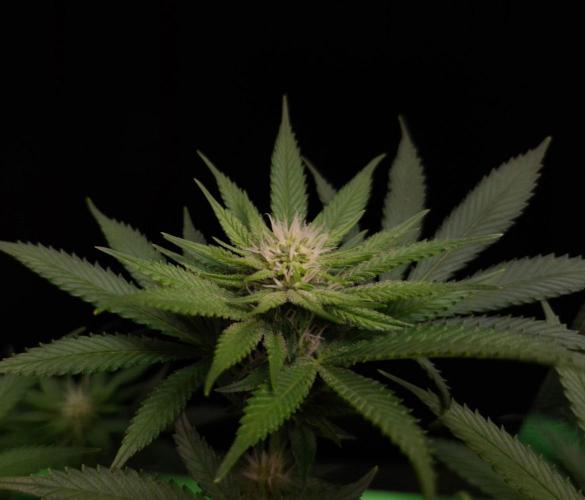 • Fruity Pebbles •. Week 9