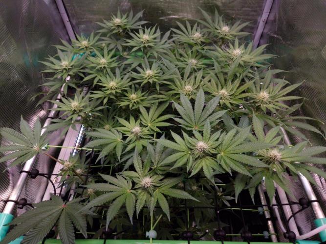 • Fruity Pebbles •. Week 9
