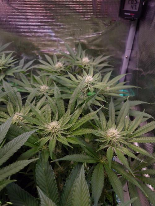 • Deepwater Cherry •. Week 9