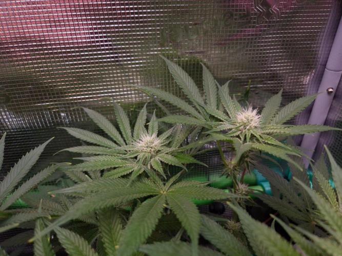• Deepwater Cherry •. Week 9