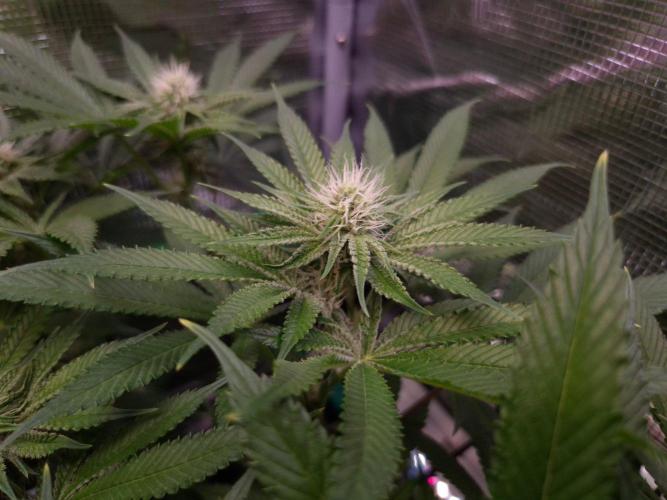 • Deepwater Cherry •. Week 9