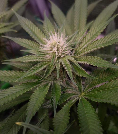 • Deepwater Cherry •. Week 9