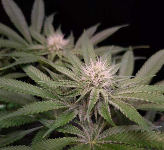 • Deepwater Cherry •. Week 9