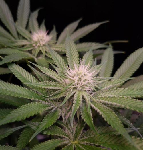 • Deepwater Cherry •. Week 9