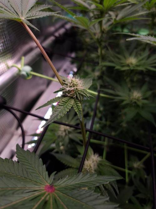 • Deepwater Cherry •. Week 9