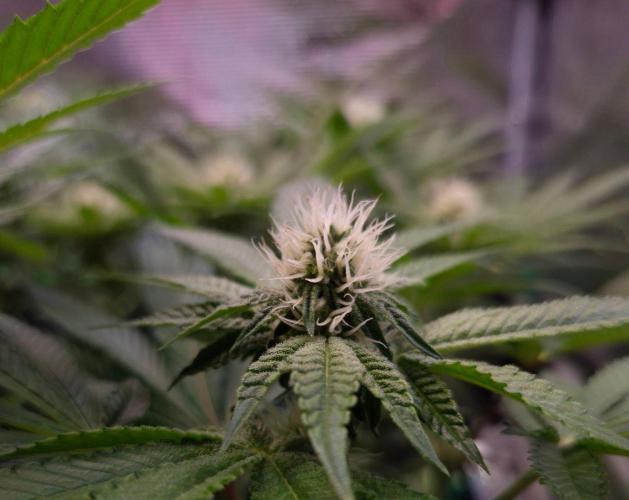 • Deepwater Cherry •. Week 9