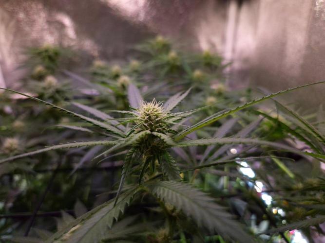 •Strawberry Guava BX•. Week 9 - D63/21F