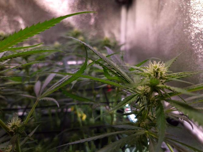 •Strawberry Guava BX•. Week 9