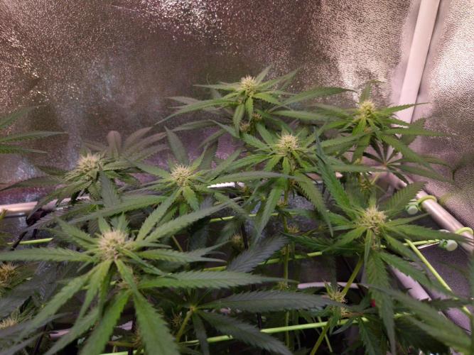•Strawberry Guava BX•. Week 9