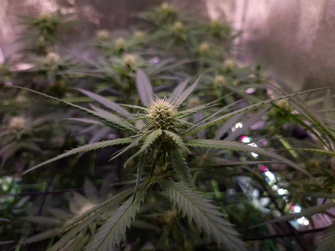 •Strawberry Guava BX•. Week 9