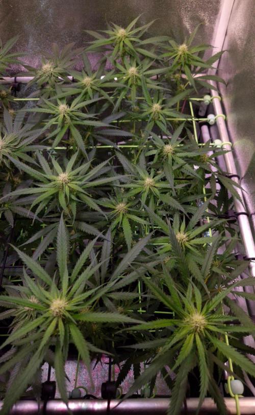 •Strawberry Guava BX•. Week 9
