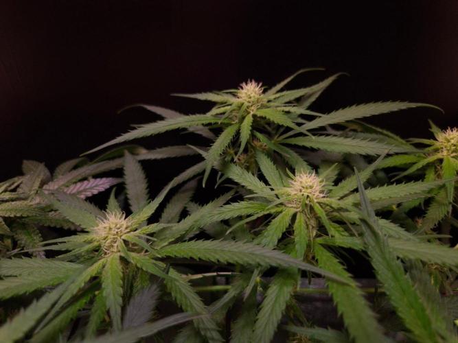 •Strawberry Guava BX•. Week 9
