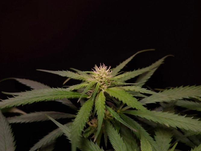 •Strawberry Guava BX•. Week 9