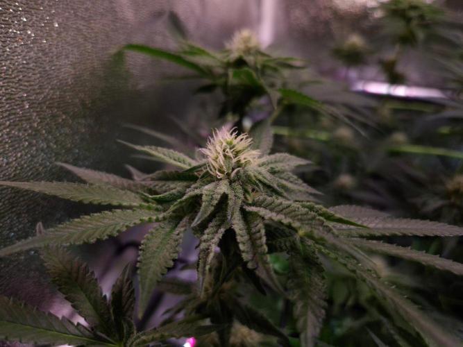 • Strawberry Lobster •. Week 9 - D63/21F