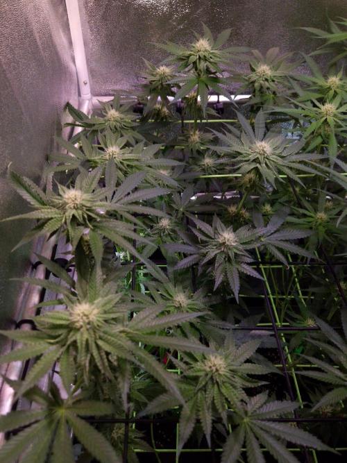 • Strawberry Lobster •. Week 9