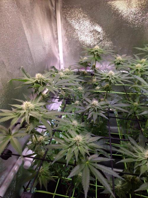 • Strawberry Lobster •. Week 9