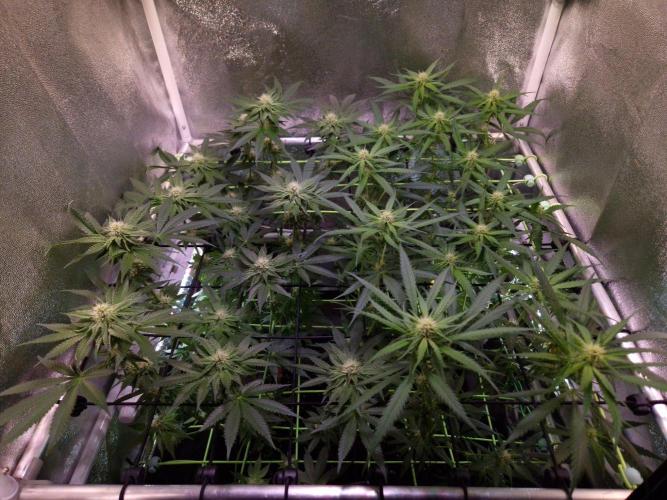 • Strawberry Lobster •. Week 9