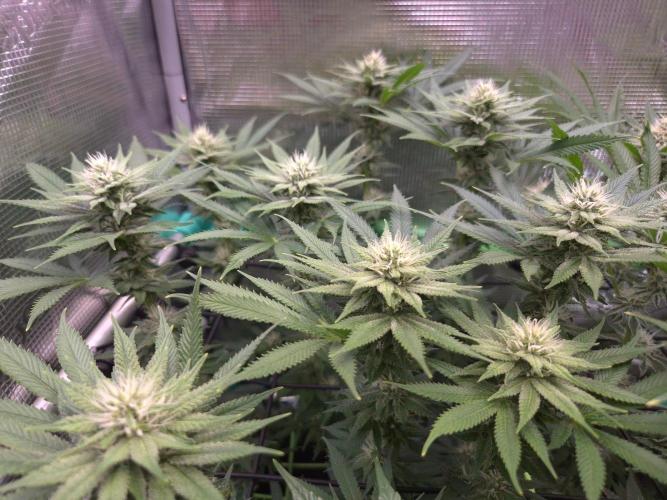 • Fruity Pebbles •. Week 10
